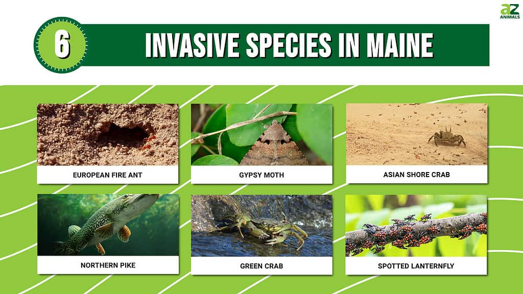 6 Invasive Species in Maine