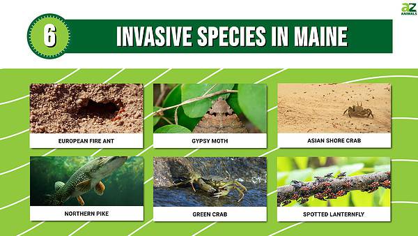 Discover 6 Invasive Species in Maine - A-Z Animals