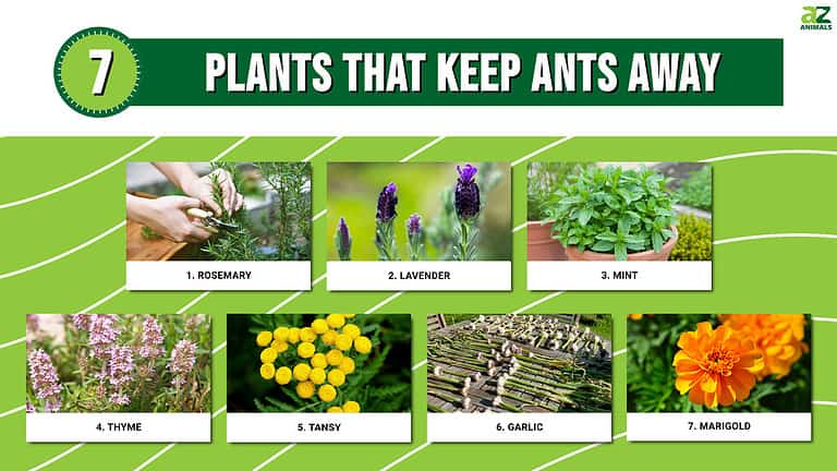 7 Plants That Keep Ants Away - A-Z Animals