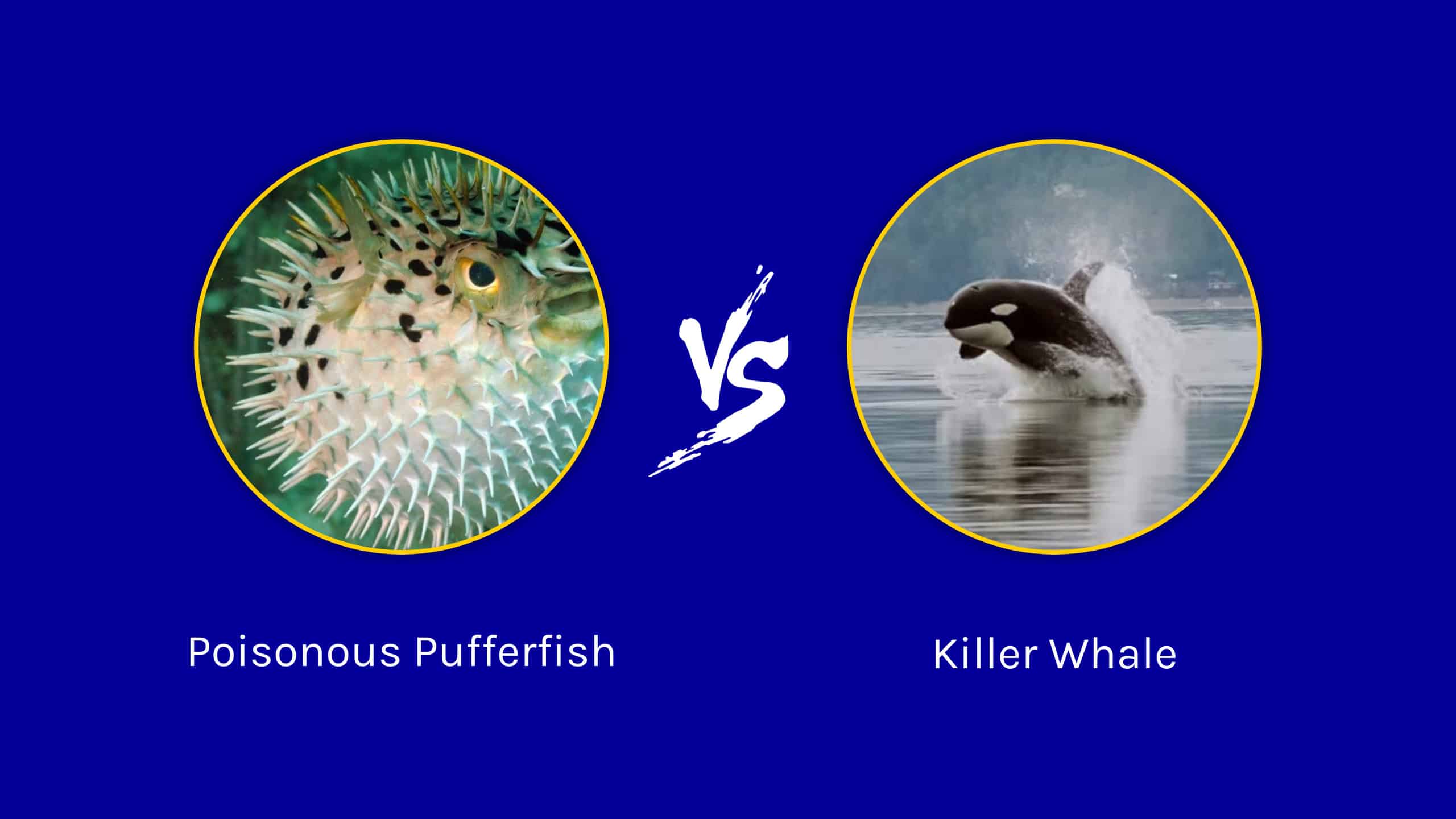Deep Sea Battles: Can the World's Most Poisonous Pufferfish Take Down a ...