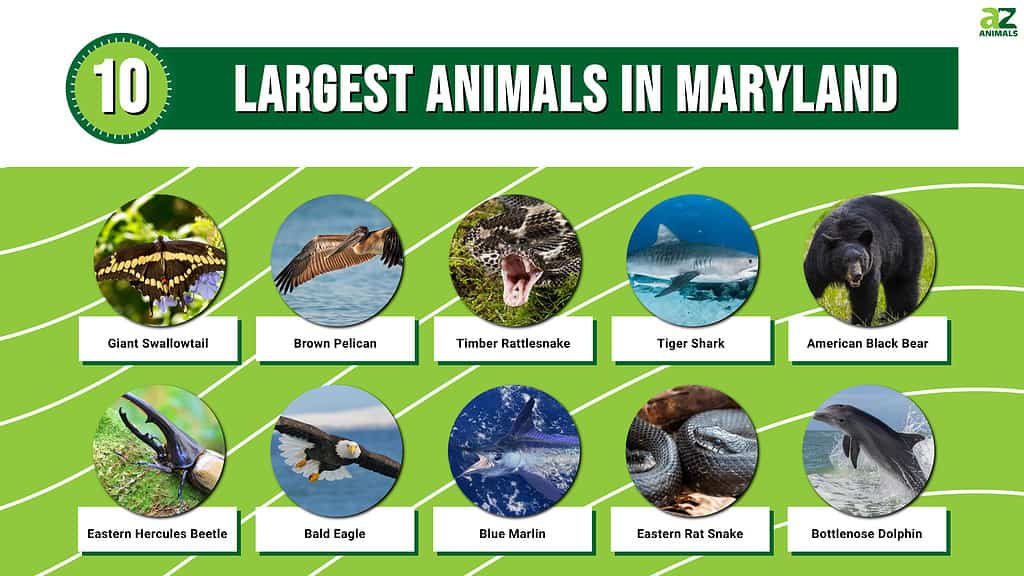 Picture graph of the 10 Largest Animals in Maryland