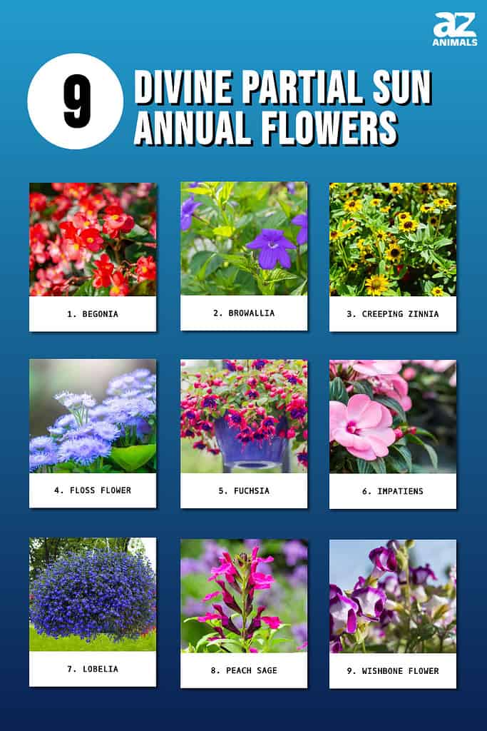 9 Divine Partial Sun Annual Flowers - A-Z Animals