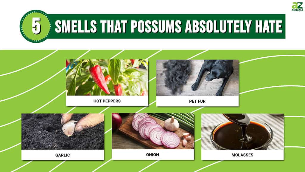 5 Smells That Possums Absolutely Hate