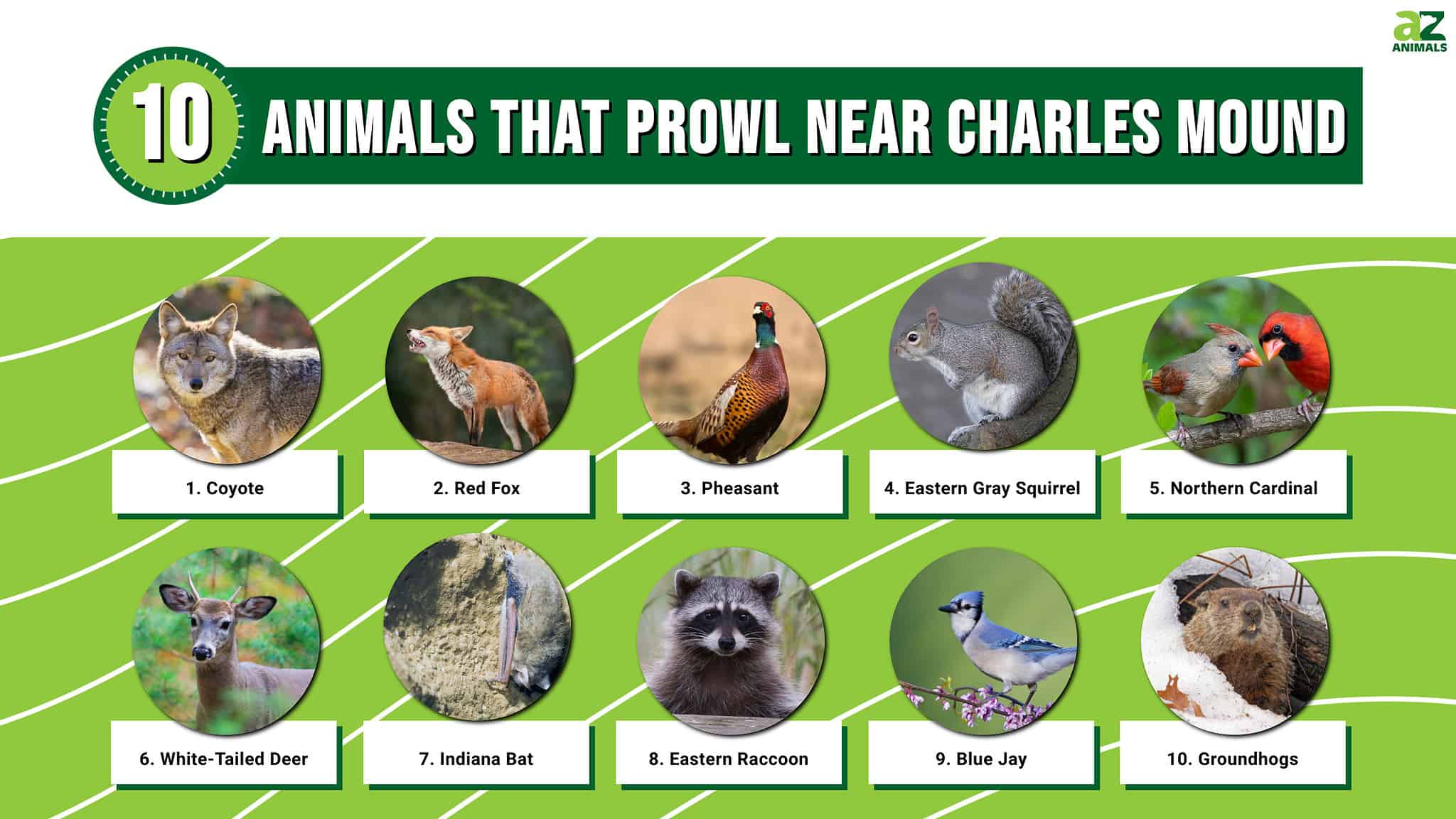 Discover 10 Animals That Prowl Near Charles Mound - Illinois's Highest ...