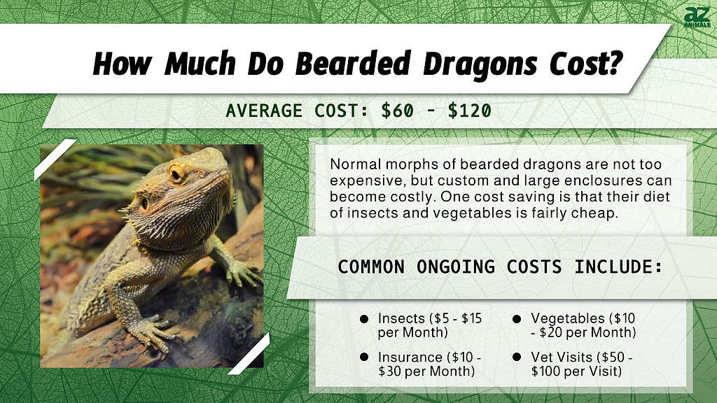 What You Need To Know Before Owning a Bearded Dragon - AZPetVet