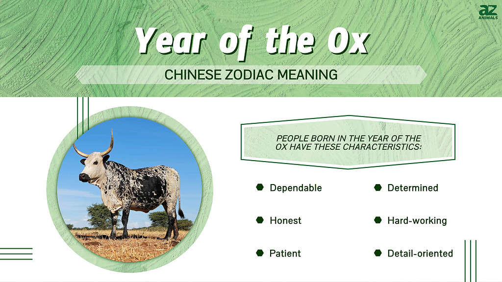 Year of the Ox Chinese Zodiac Meaning and Years AZ Animals