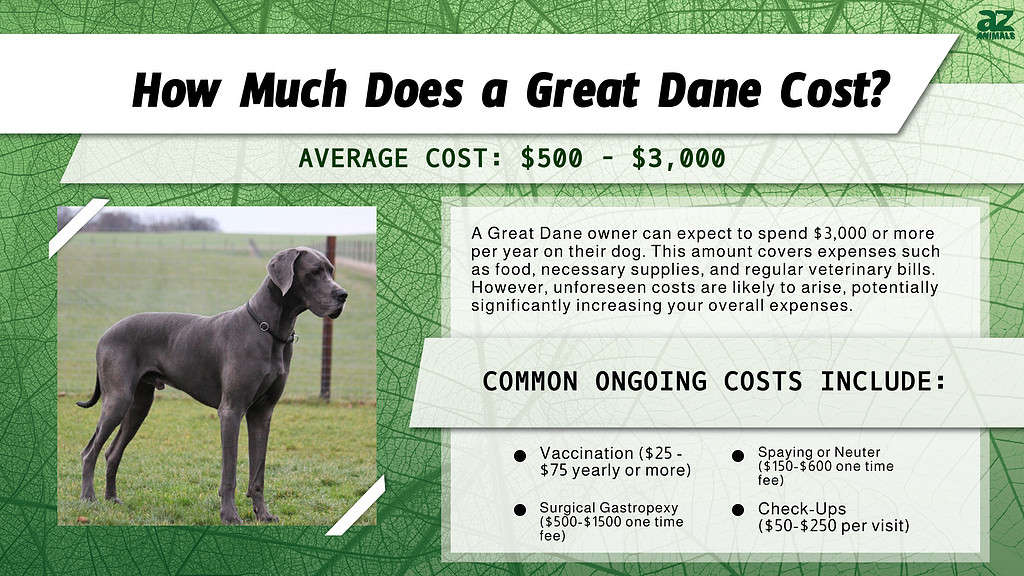 How Much Does a Great Dane Cost?  infographic