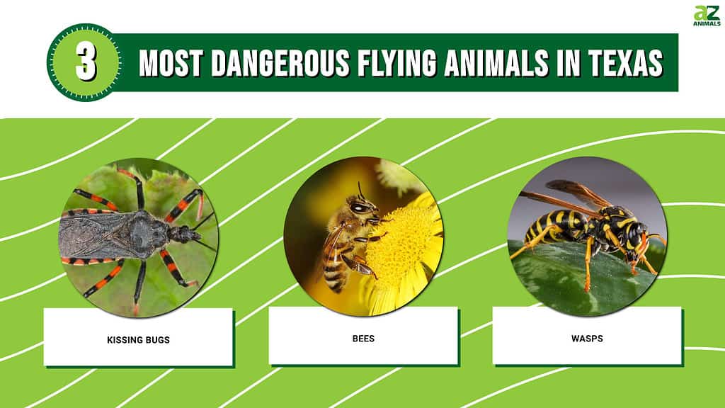 3 Most Dangerous Fllying Animals in Texas