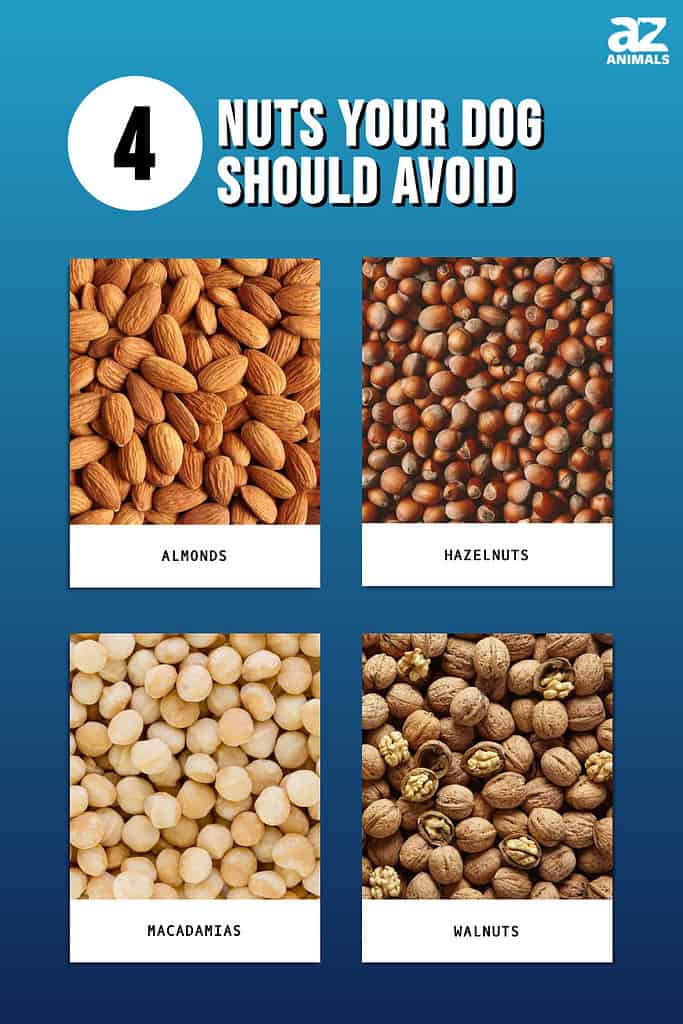 Picture graph of 4 Nuts Your Dog Should Not Eat