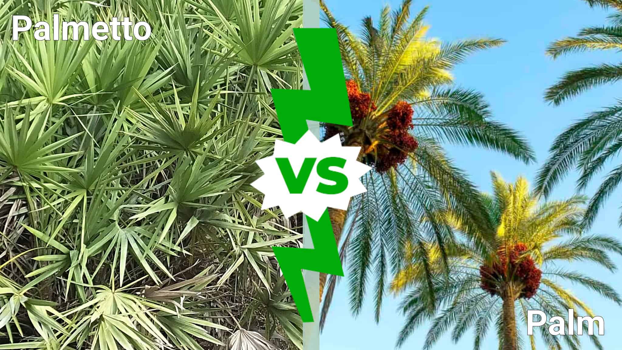 Palmetto Tree vs. Palm Tree Comparing the Iconic Trees of the South