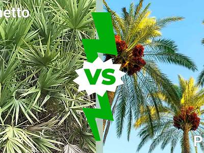 A Palmetto Tree vs. Palm Tree: Comparing the Iconic Trees of the South and the Tropics