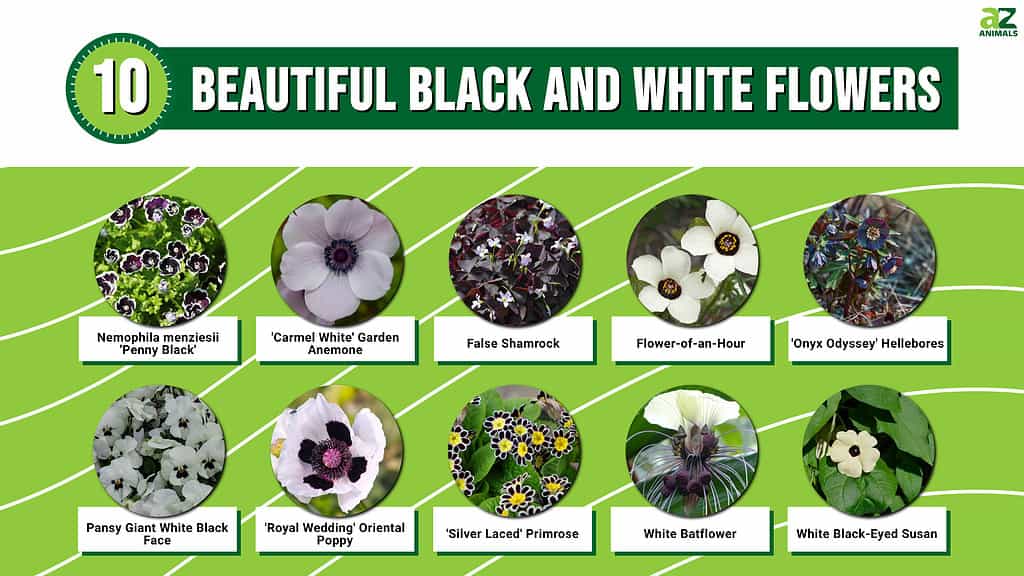 Discover 10 Beautiful Black and White Flowers - A-Z Animals