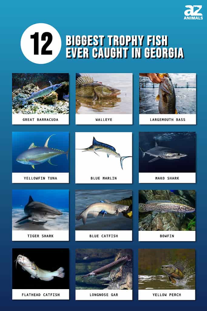 Picture graph of 12 Biggest Trophy Fish Ever Caught in Georgia