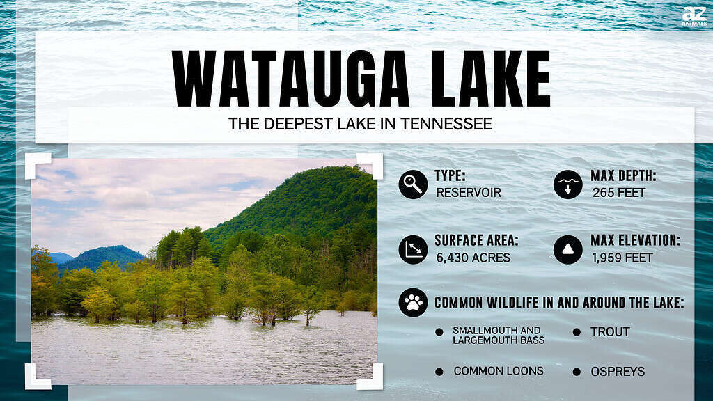 Infographic of Watauga Lake