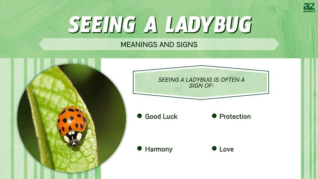 Orange Ladybugs: What They Really Are and Why They Are a Threat