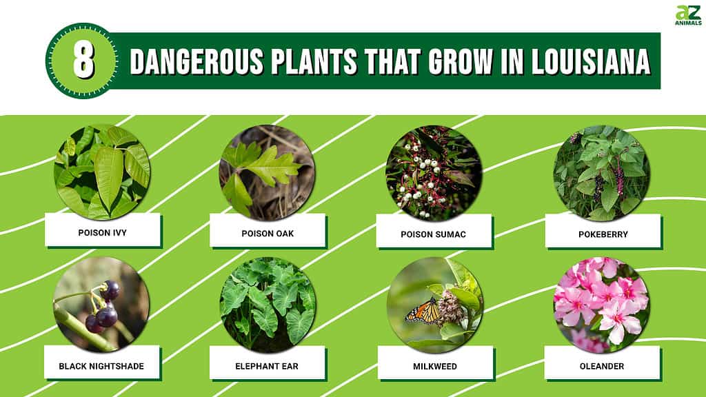 Dangerous Plants That Grow in Louisiana infographic