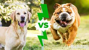 Labrador Retriever vs. Bulldog: 4 Key Differences Explained Picture