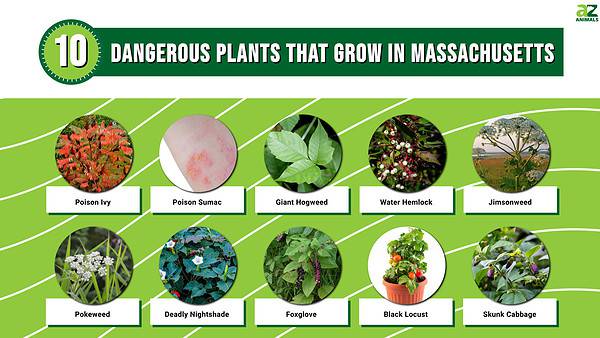 Beware of These 10 Dangerous Plants That Grow in Massachusetts