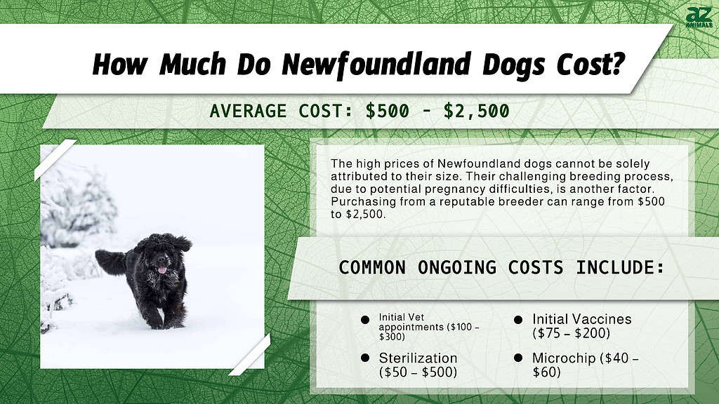 How Much Do Newfoundland Dogs Cost? infographic