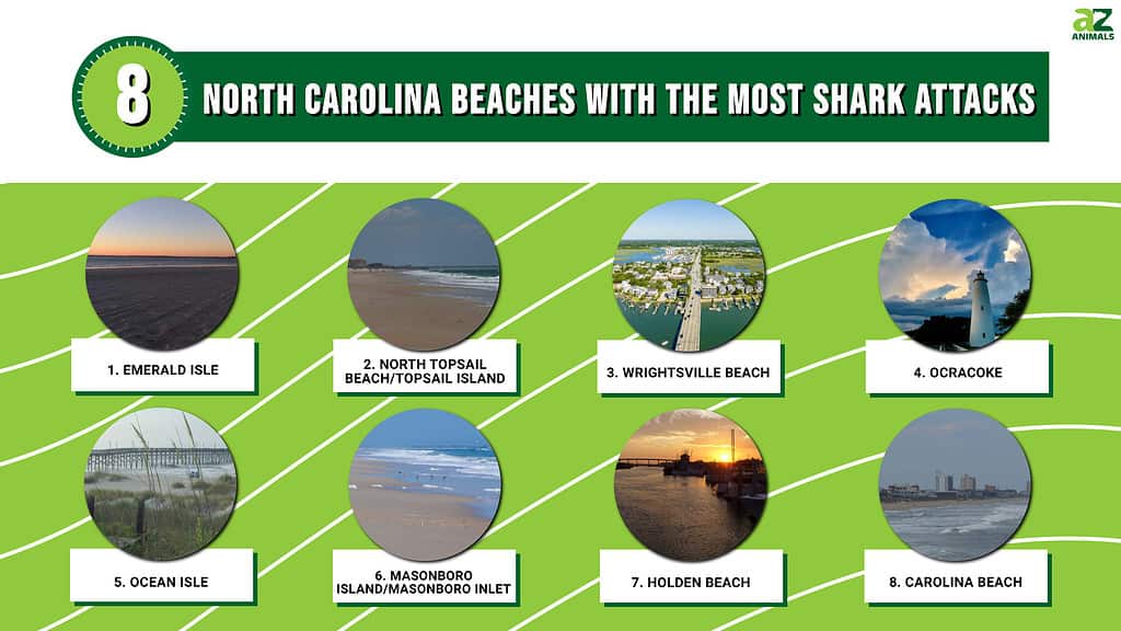 8 North Carolina Beaches with the Most Shark Attacks - AZ Animals