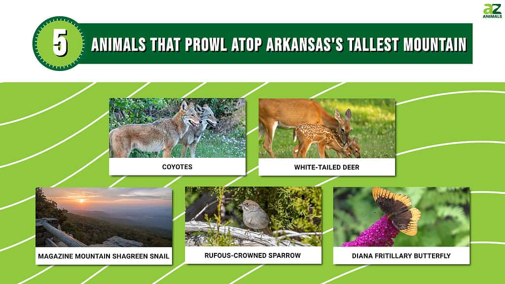 Picture graph of 5 Animals that prowl atop Arkansas's tallest mountain,