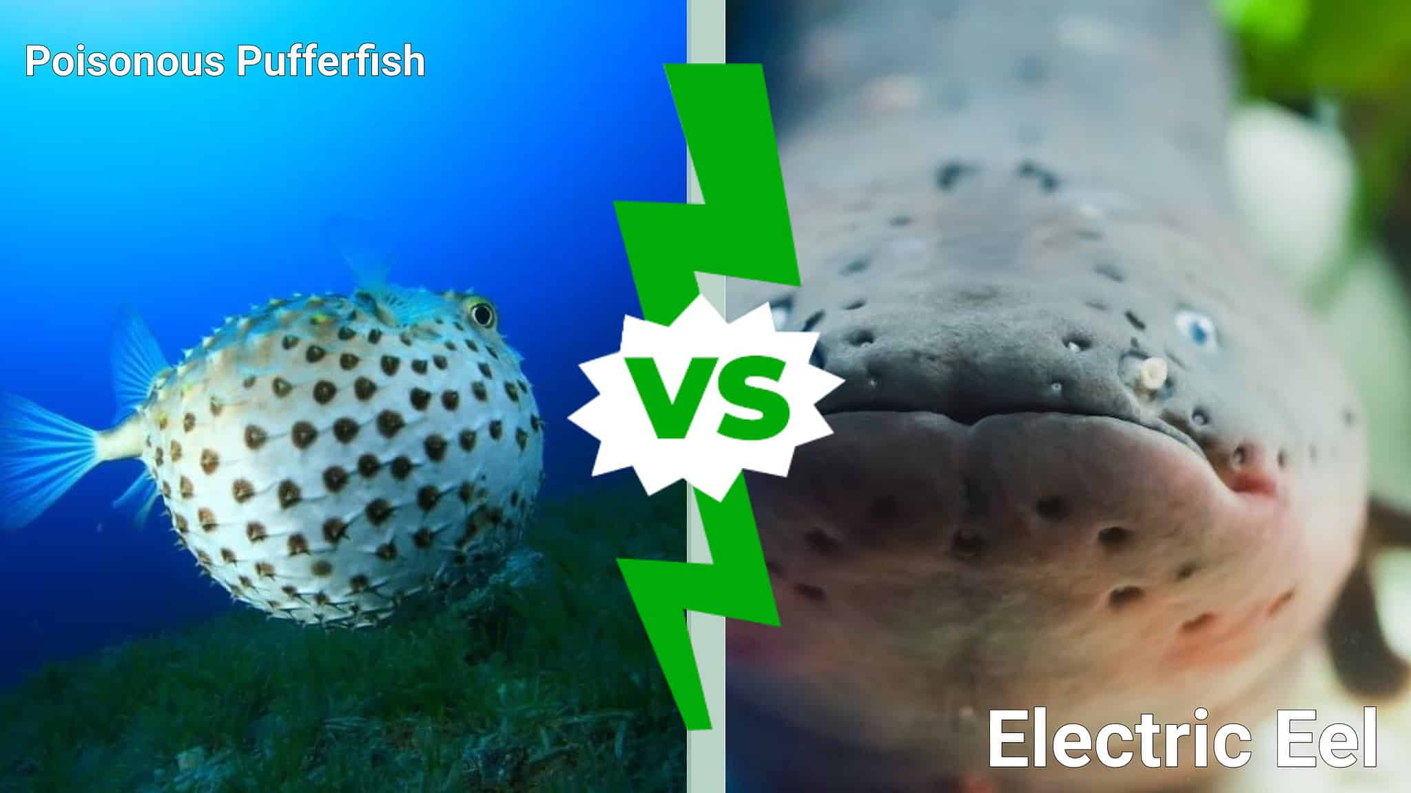 Epic Deep Sea Battles Poisonous Pufferfish vs. Electric Eel AZ Animals