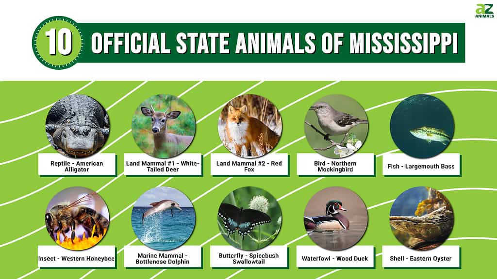 10 Official State Animals of Mississippi