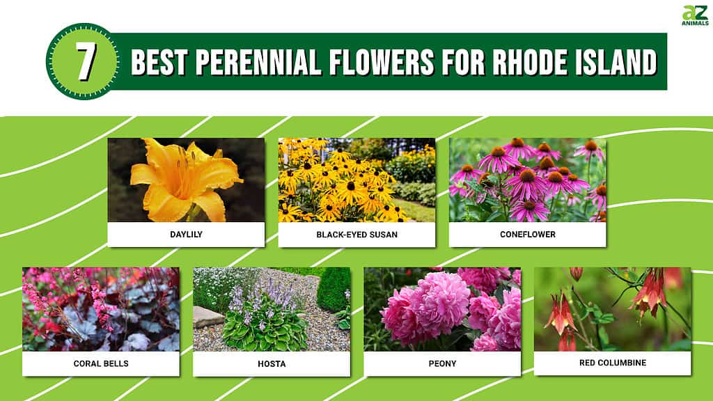 7 perennial flowers for rhode island