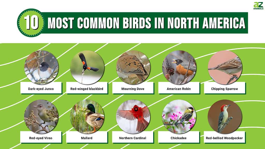 Picture graph of 10 Most common birds in North America.