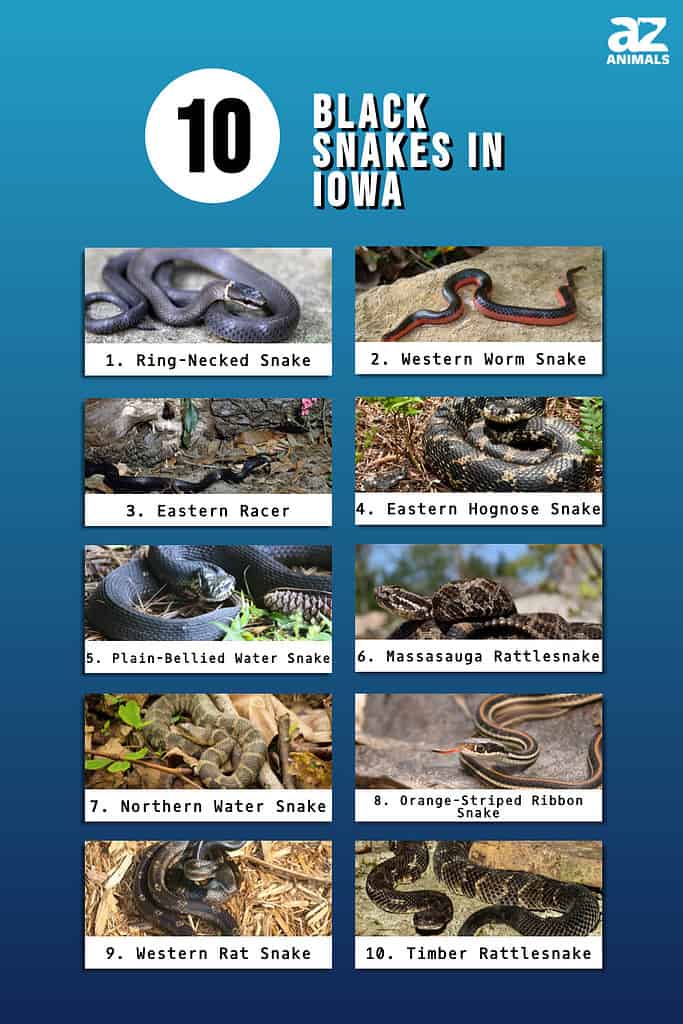 Infographic of 10 Black Snakes in Iowa