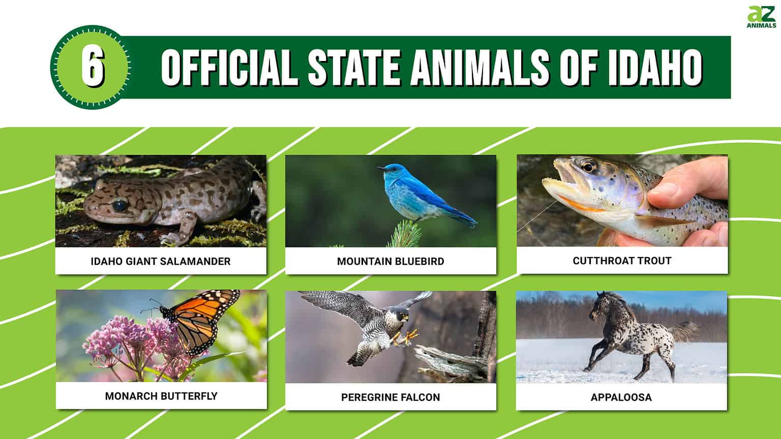 Discover the 6 Official State Animals of Idaho - A-Z Animals