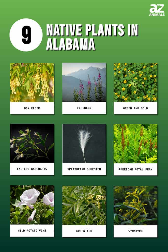 Picture graph of 9 Native Plants in Alabama.