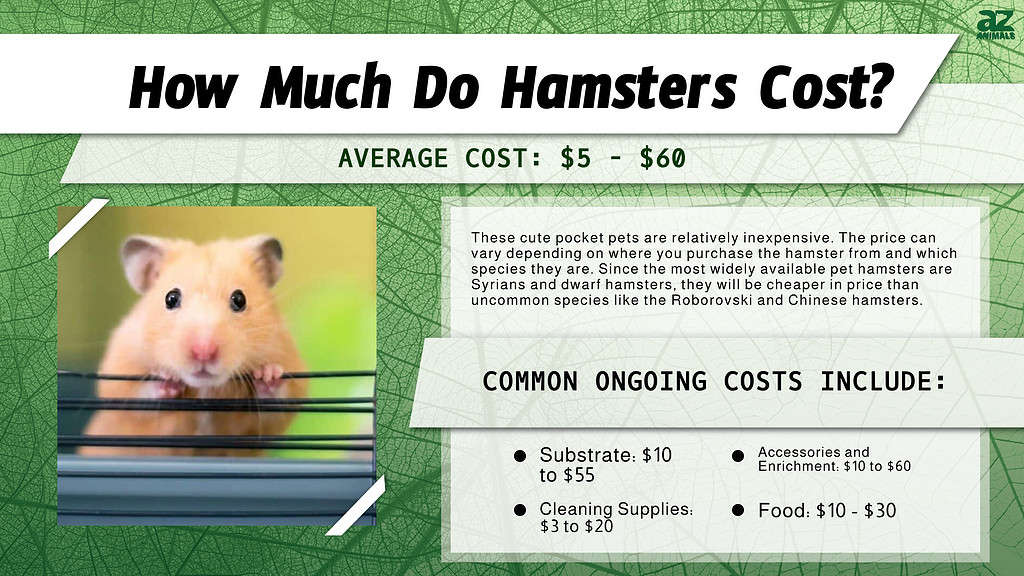 Hamsters are relatively inexpensive little pets