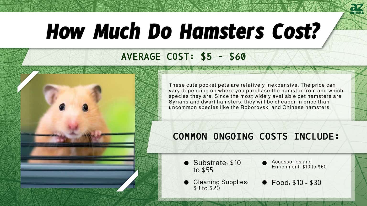 Picture of Hamster Prices in 2024: Purchase Cost, Supplies, Food, and More! - A-Z ...