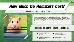 Hamster Prices in 2024: Purchase Cost, Supplies, Food, and More! - A-Z ...