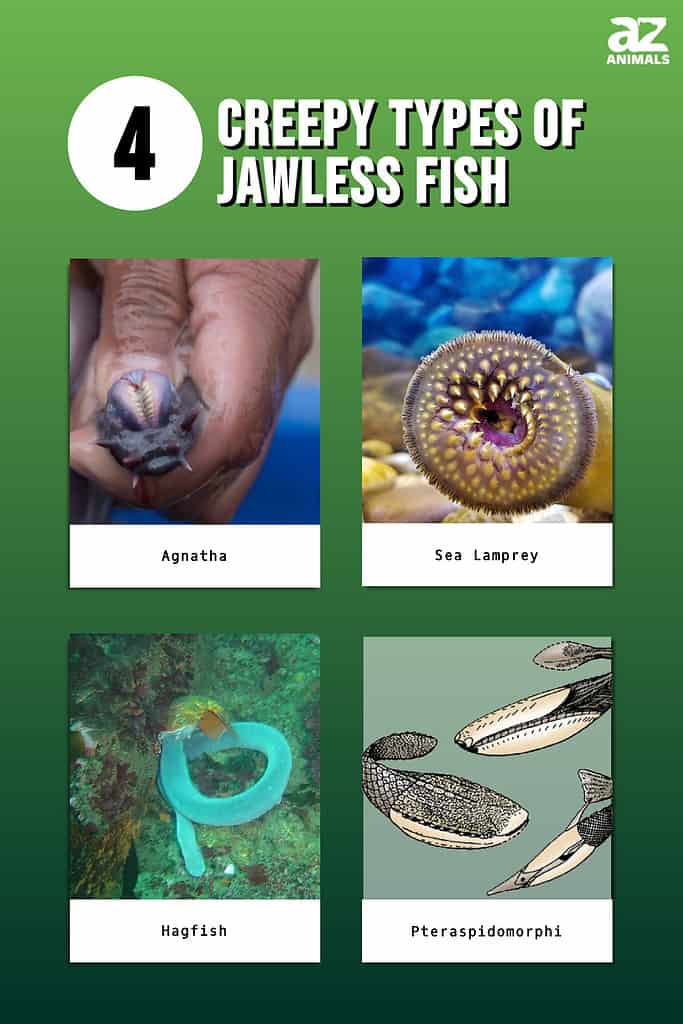 jawless fish