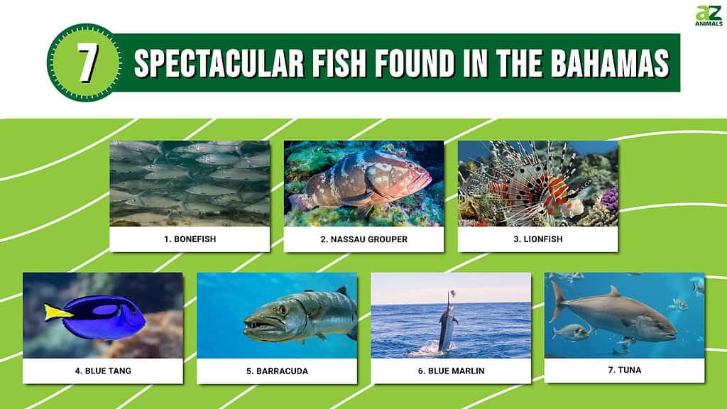 Infographic of 10 Spectacular Fish Found in the Bahamas
