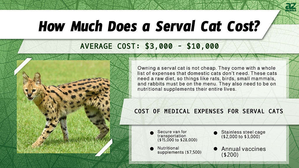 Infographic of How Much a Serval Cat Costs