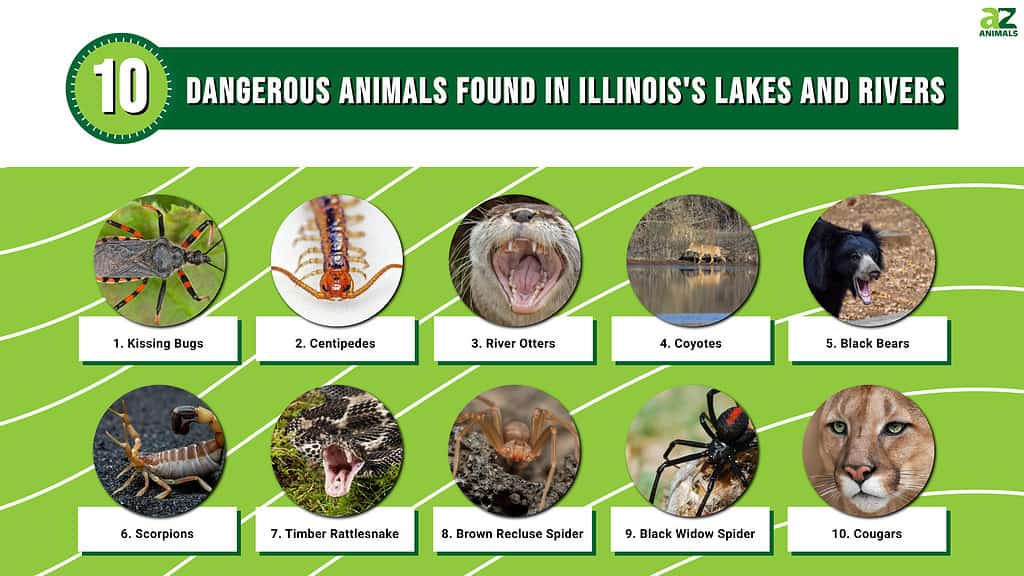 dangerous animals in Illinois