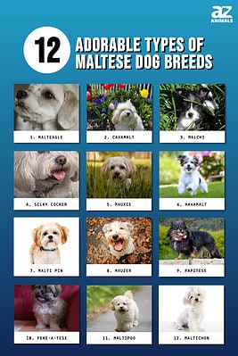 12 Adorable Types of Maltese Dog Breeds - A-Z Animals