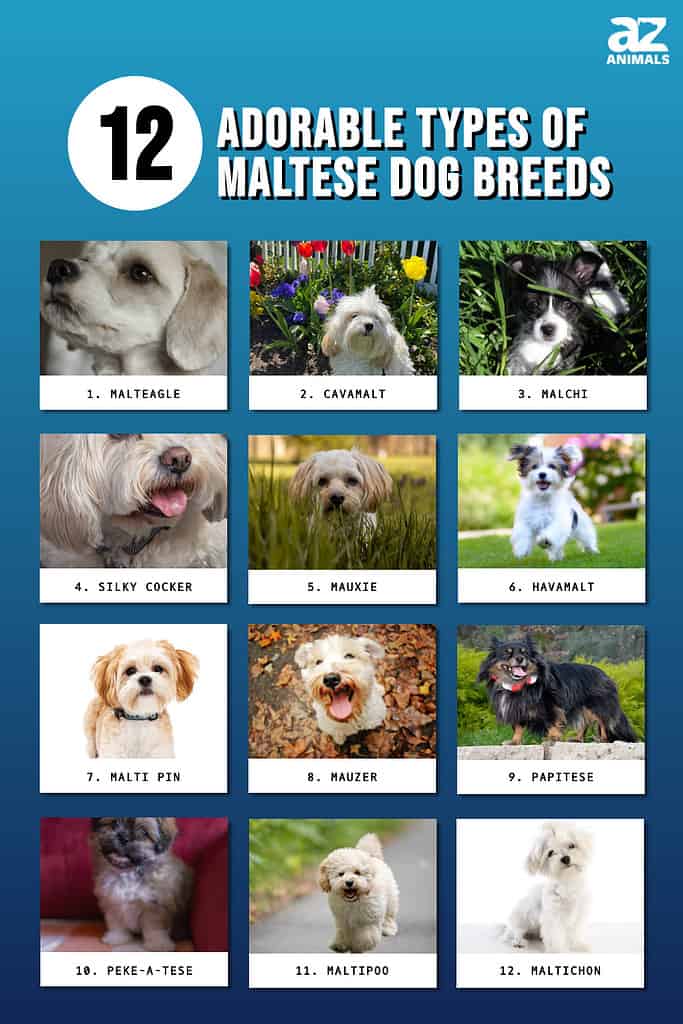 Infographic of 12 Adorable Types of Maltese Dog Breeds
