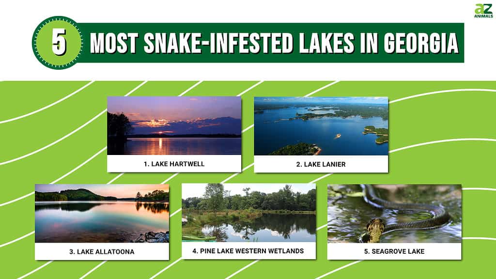 These are the most snake-infested lakes in Georgia