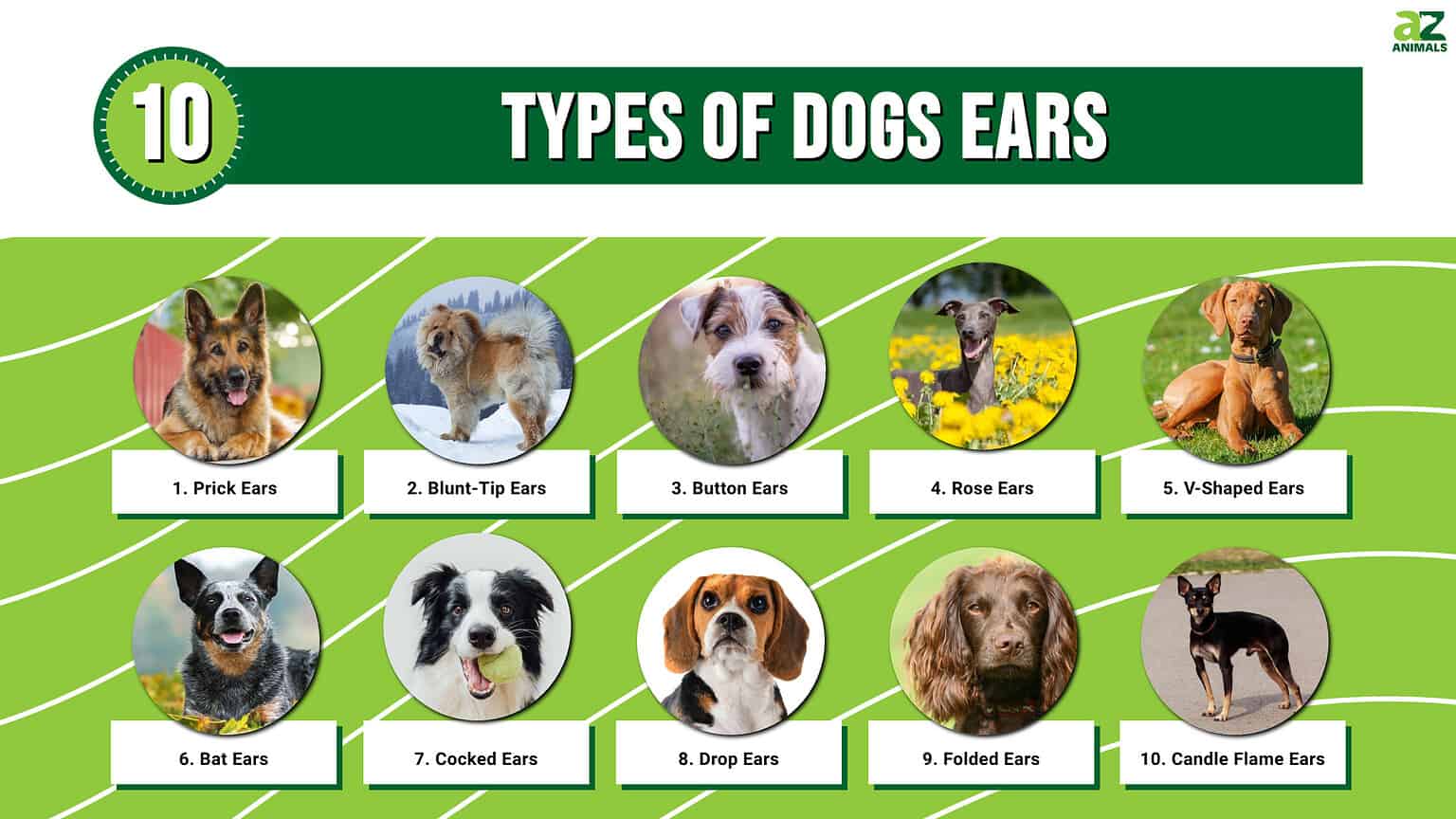 10 Types of Dog Ears - A-Z Animals