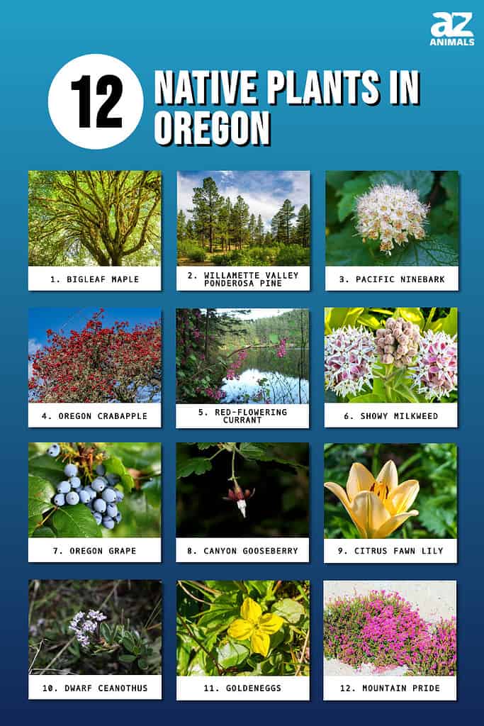 Infographic of 12 Native Plants in Oregon