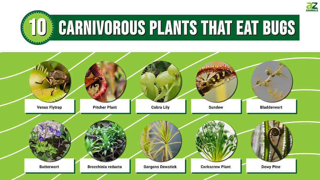 Picture graph of 10 Carnivorous Plants That Eat Bugs.