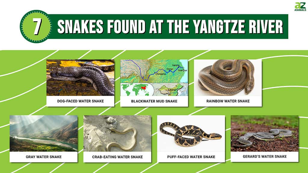 Picture graph for 7 snakes found at the Yangtze River.