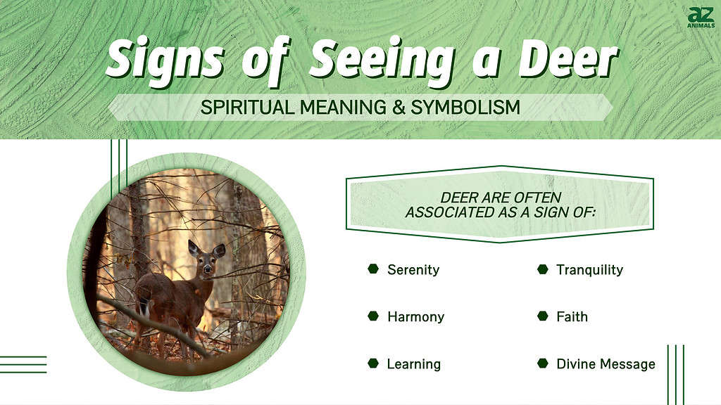 The Intuitive and Mystical Meaning of Spotting a Deer