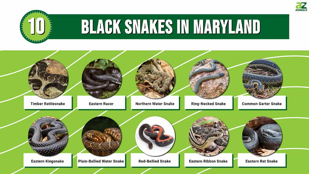 Picture graph of 10 black snakes in Maryland.