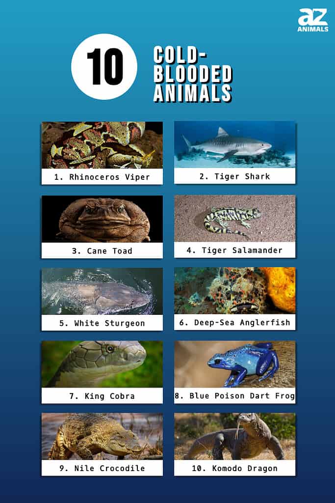 Infographic of 10 Cold-Blooded Animals