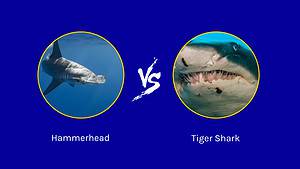Hammerhead Shark vs. Tiger Shark: Who Would Win in a Fight? Picture